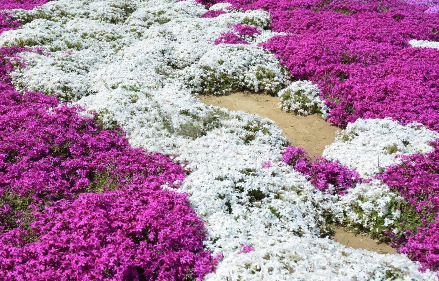 White Magic Creeping Thyme Seeds - Thymus Serpyllum - Heirloom Ground Cover Plants Easy to Plant and Grow - Open Pollinated - Tampa Home & Garden Store