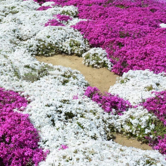 White Magic Creeping Thyme Seeds - Thymus Serpyllum - Heirloom Ground Cover Plants Easy to Plant and Grow - Open Pollinated - Tampa Home & Garden Store
