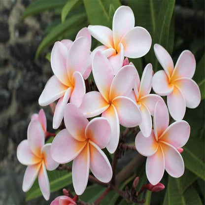 White Orange Plumeria Plant - 5 Seeds - Lei Hawaiian Garden Fragrant, Easy to Grow & Low-Maintenance - Tampa Home & Garden Store