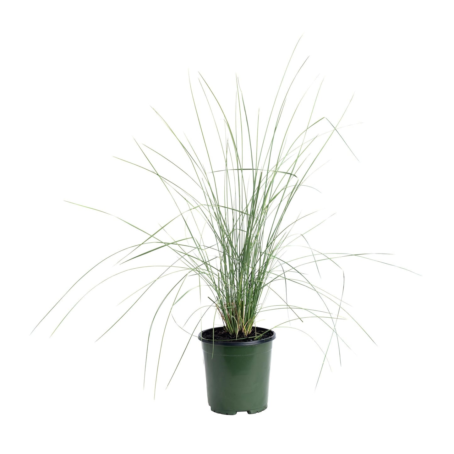 White Cloud Muhly Grass plant in green plastic pot with slender green blades on Tampa Home & Garden Store