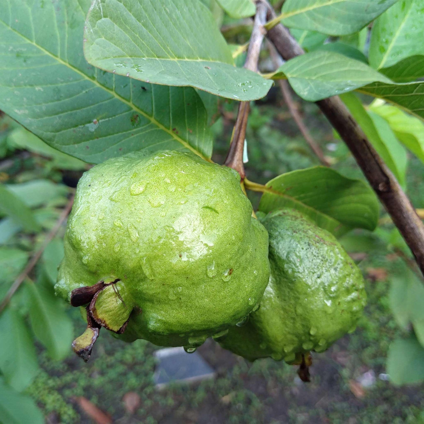 White Guava Tree plant with two green guavas and glossy leaves by Live Good Logistics on Tampa Home & Garden Store