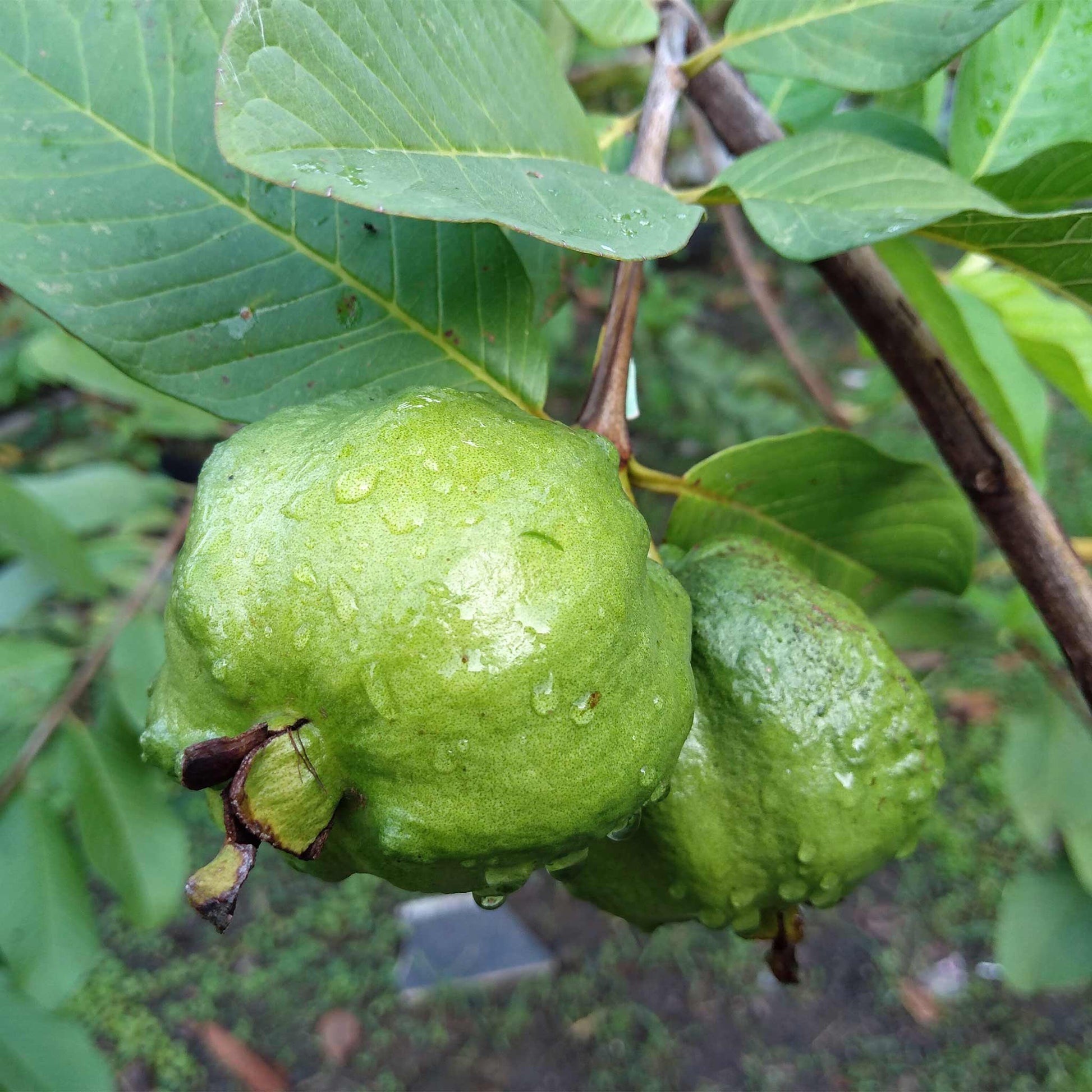 White Guava Tree plant with two green guavas and glossy leaves by Live Good Logistics on Tampa Home & Garden Store
