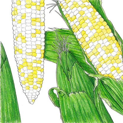 Who Gets Kissed Corn Seeds (Organic) - Tampa Home & Garden Store
