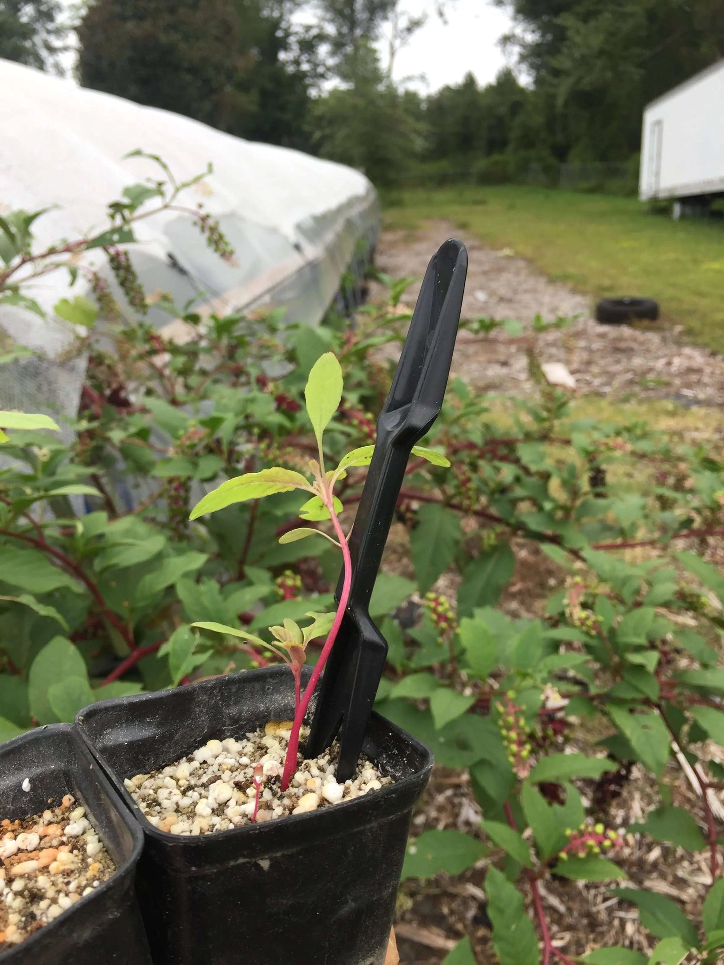 Widger Dibber Set - Tampa Home & Garden Store