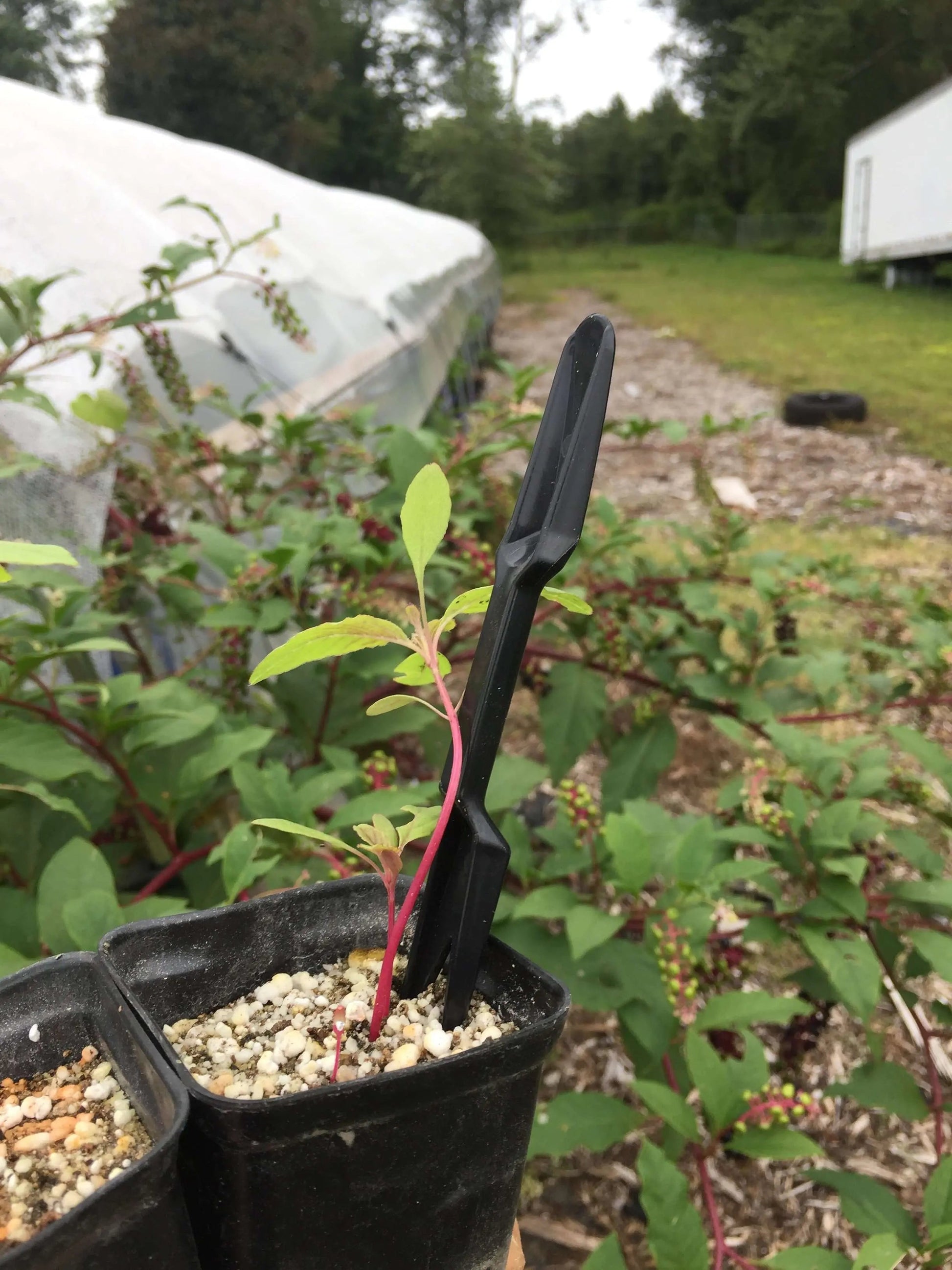 Widger Dibber Set - Tampa Home & Garden Store