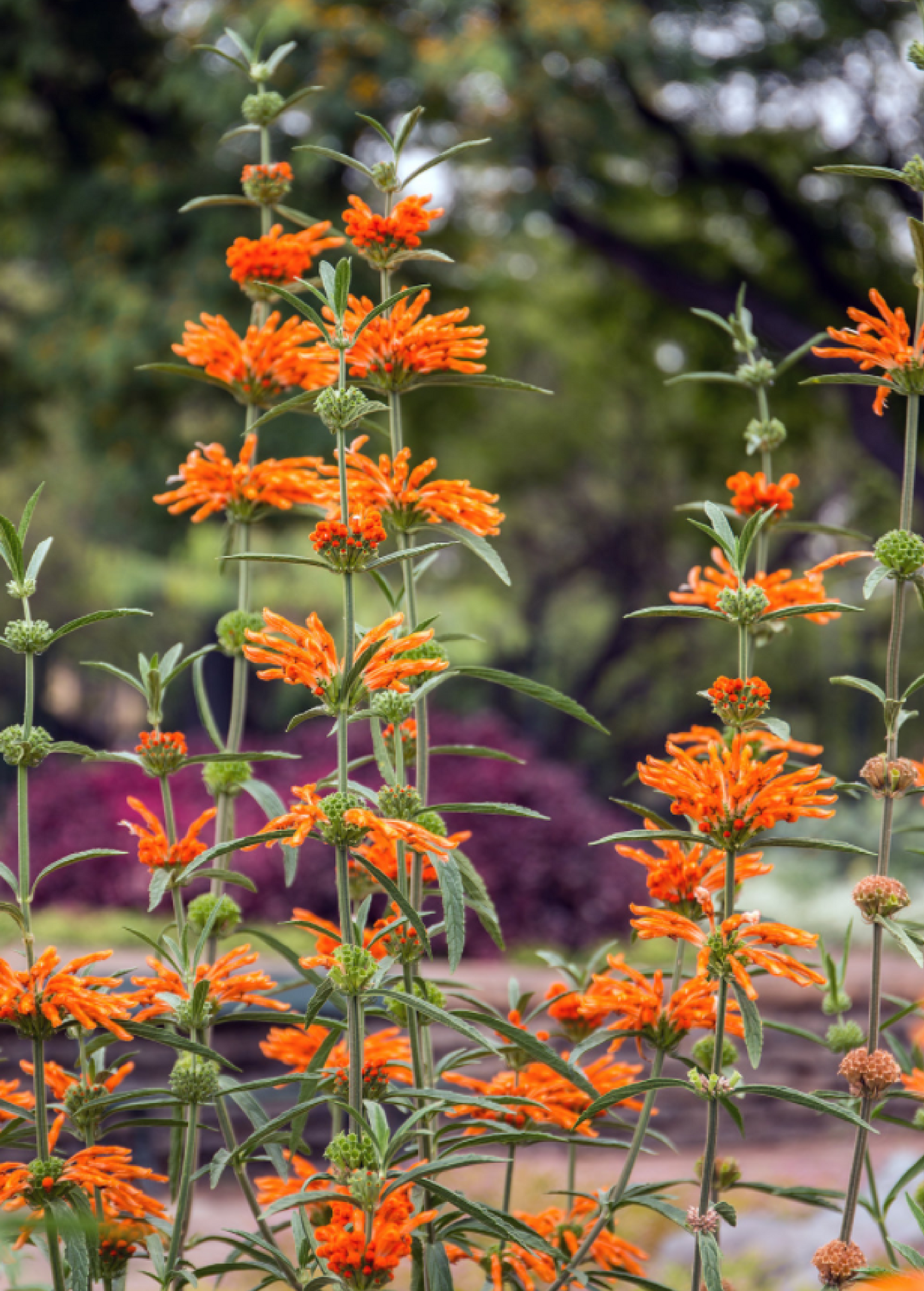 Wild Dagga (Leonotis leonurus) - Tampa Home & Garden Store