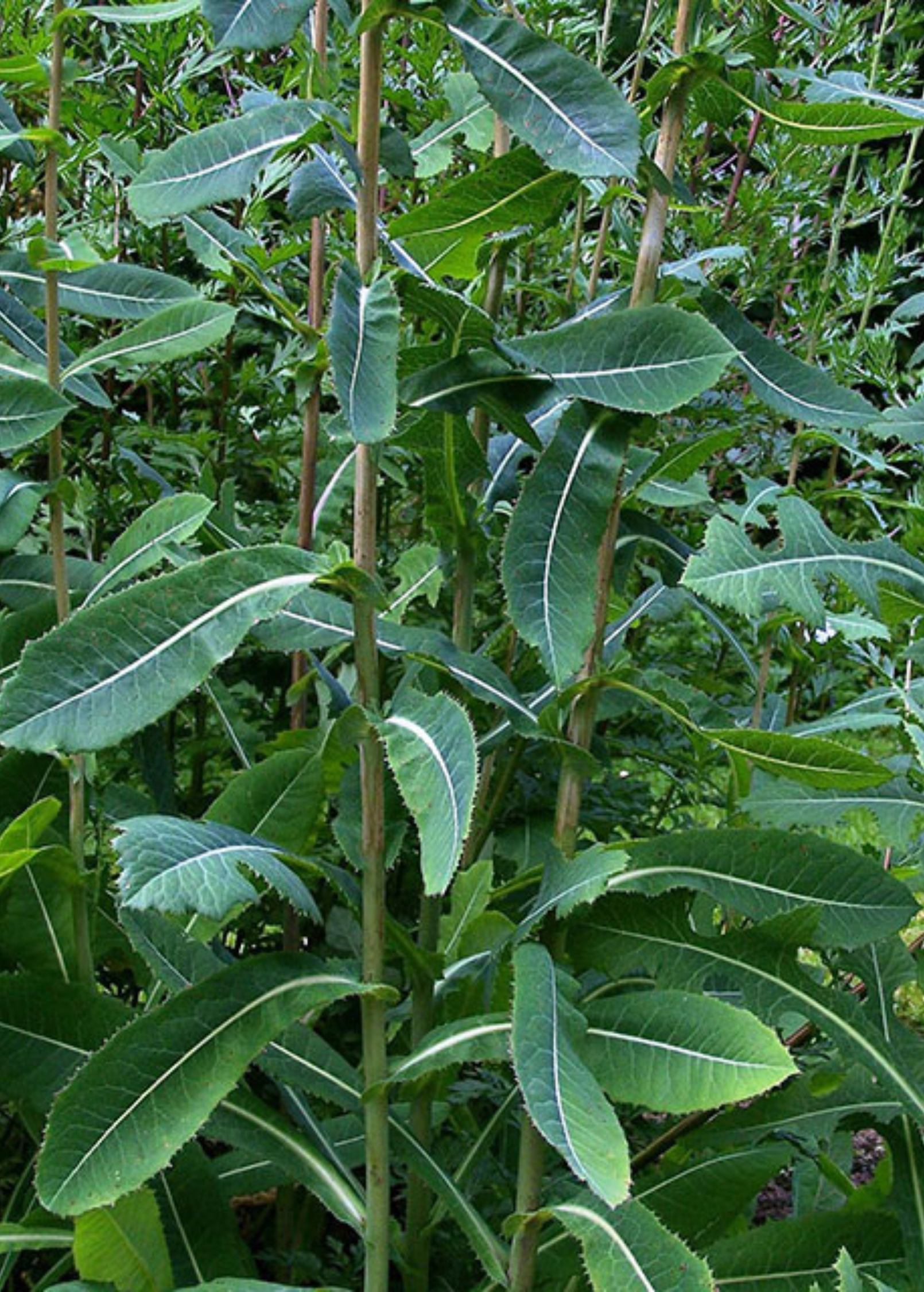 Wild Lettuce (Lactuca virosa) - Tampa Home & Garden Store