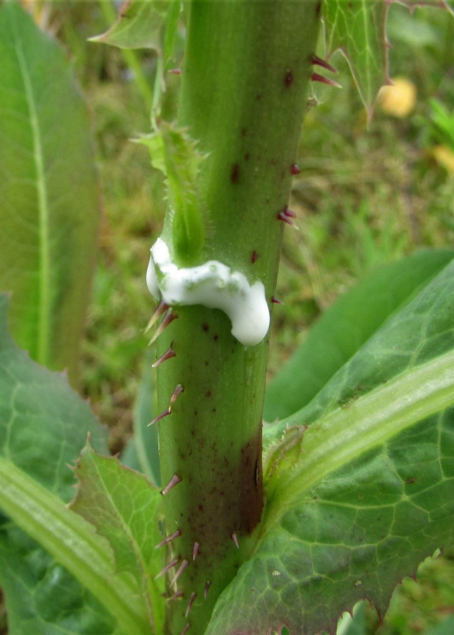 Wild Lettuce (Lactuca virosa) - Tampa Home & Garden Store