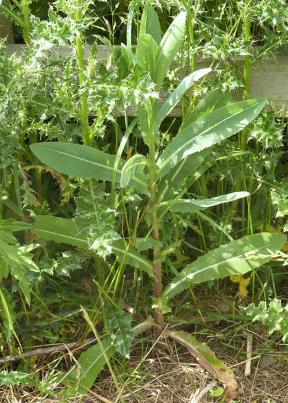 Wild Lettuce (Lactuca virosa) - Tampa Home & Garden Store