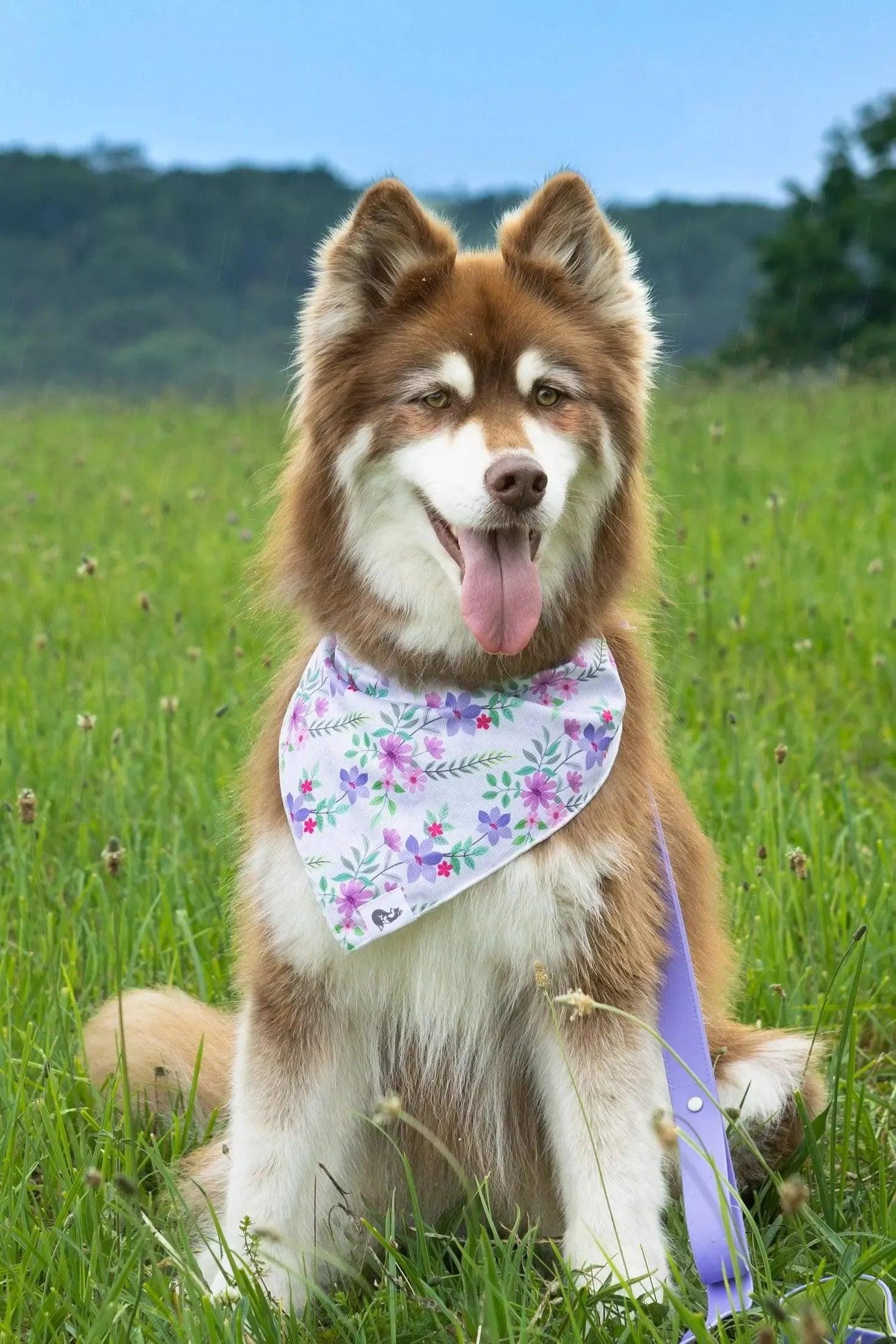 Wildflower Meadow Dog Bandana - Tampa Home & Garden Store