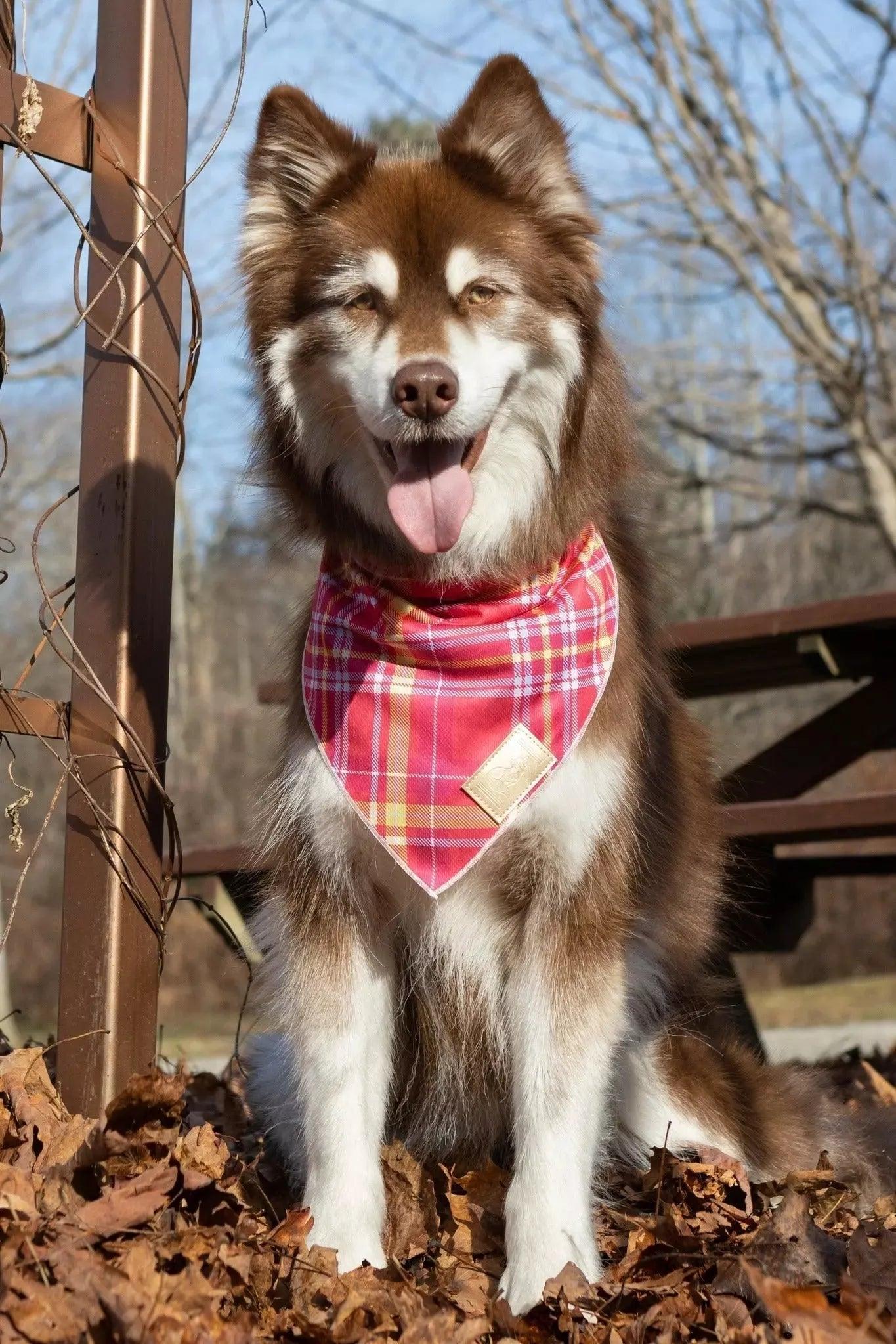 Wine Plaid Dog Bandana - Tampa Home & Garden Store