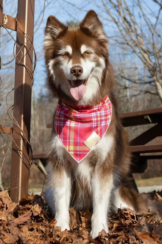 Wine Plaid Dog Bandana - Tampa Home & Garden Store