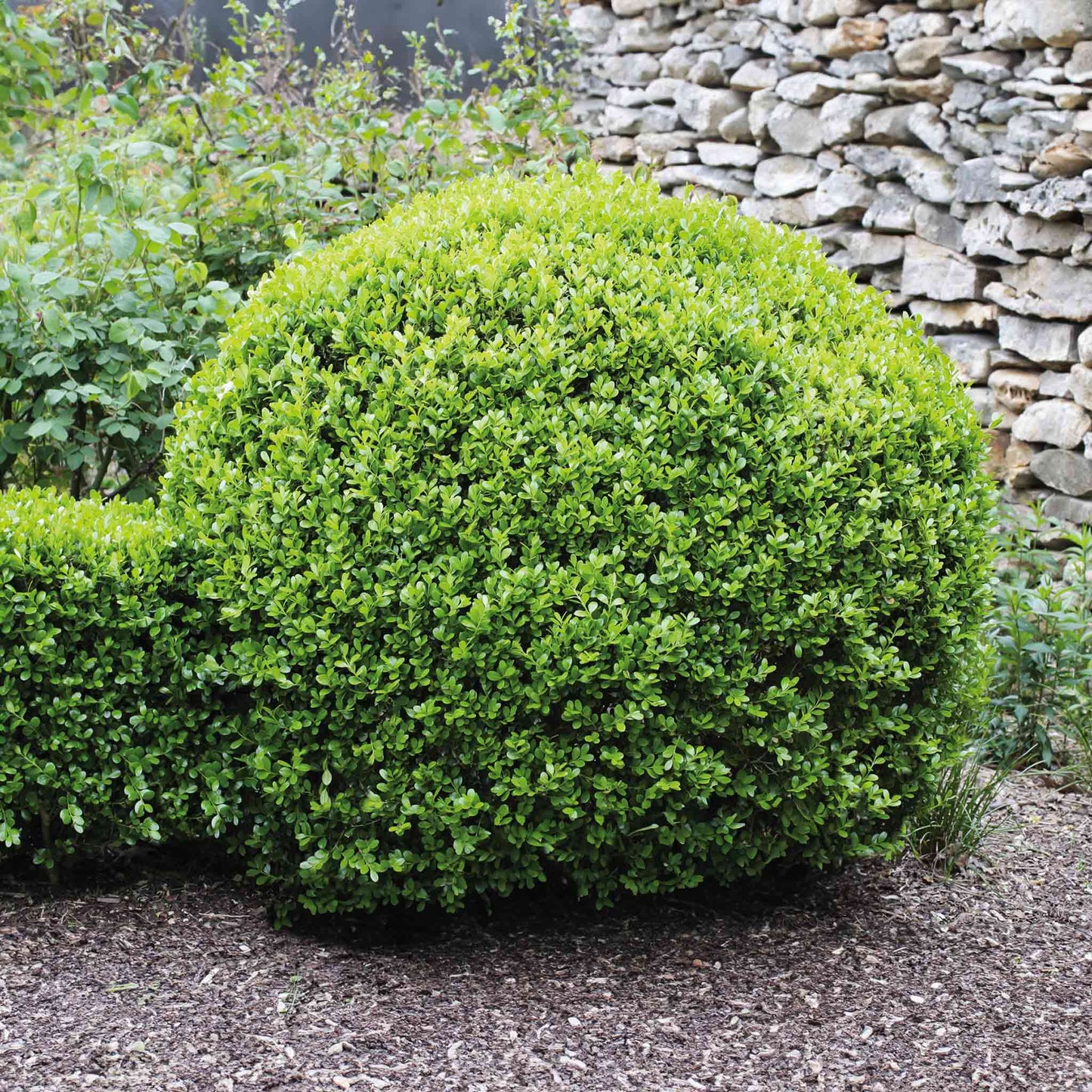 Winter Gem Boxwood shrub with compact rounded bright green foliage in a garden setting on Tampa Home & Garden Store