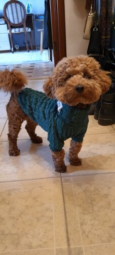 Winter Warm Knitted Turtleneck Sweater for Small Dogs or Cats - Tampa Home & Garden Store