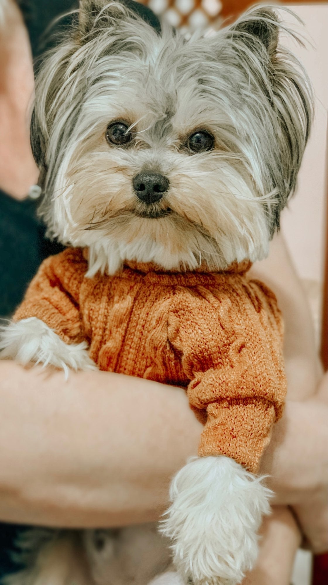 Winter Warm Knitted Turtleneck Sweater for Small Dogs or Cats - Tampa Home & Garden Store