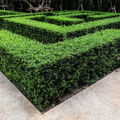 Wintergreen Boxwood plant dense bright green evergreen hedges neatly trimmed along a walkway on Tampa Home & Garden Store