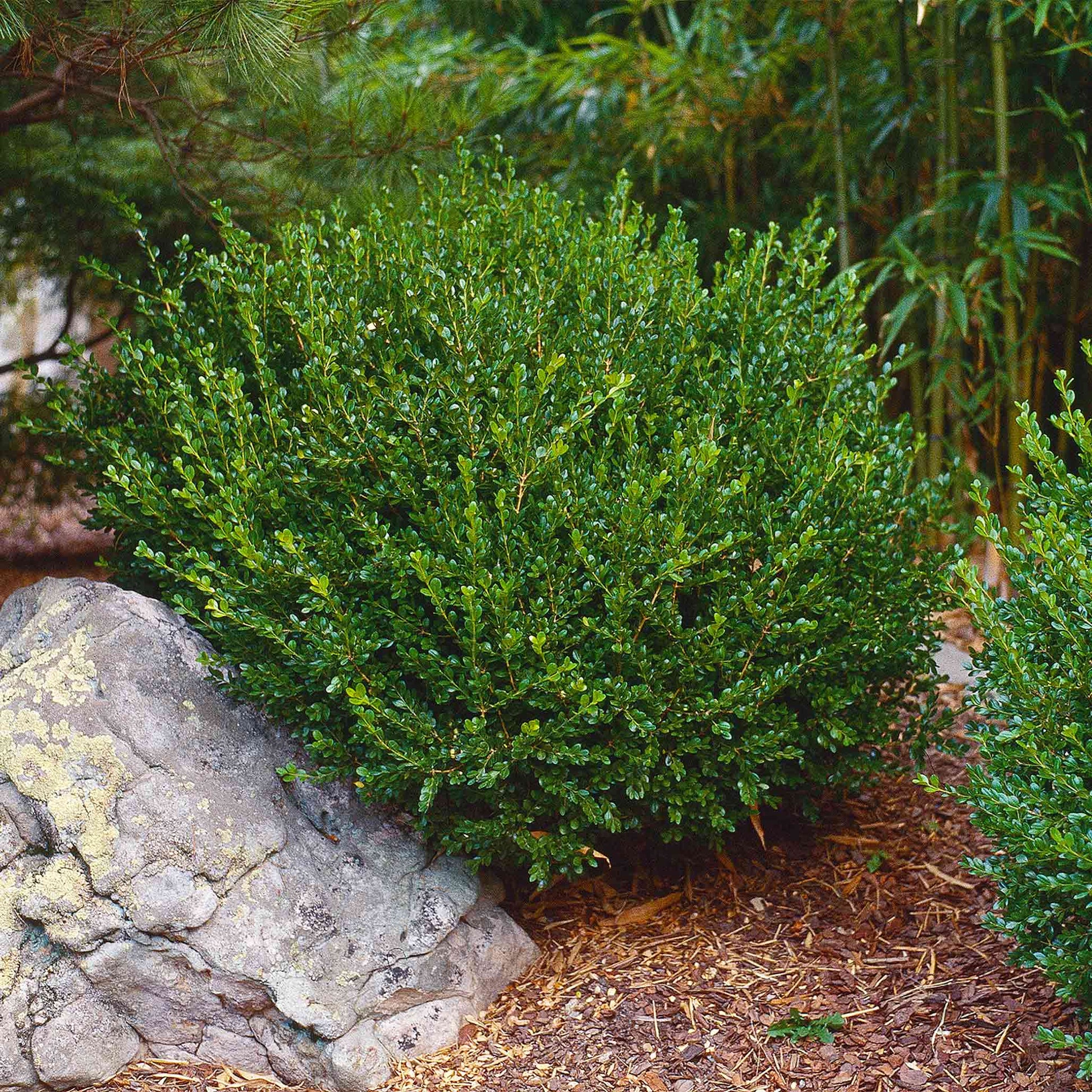 Wintergreen boxwood plant with dense glossy green leaves, compact outdoor shrub on Tampa Home & Garden Store