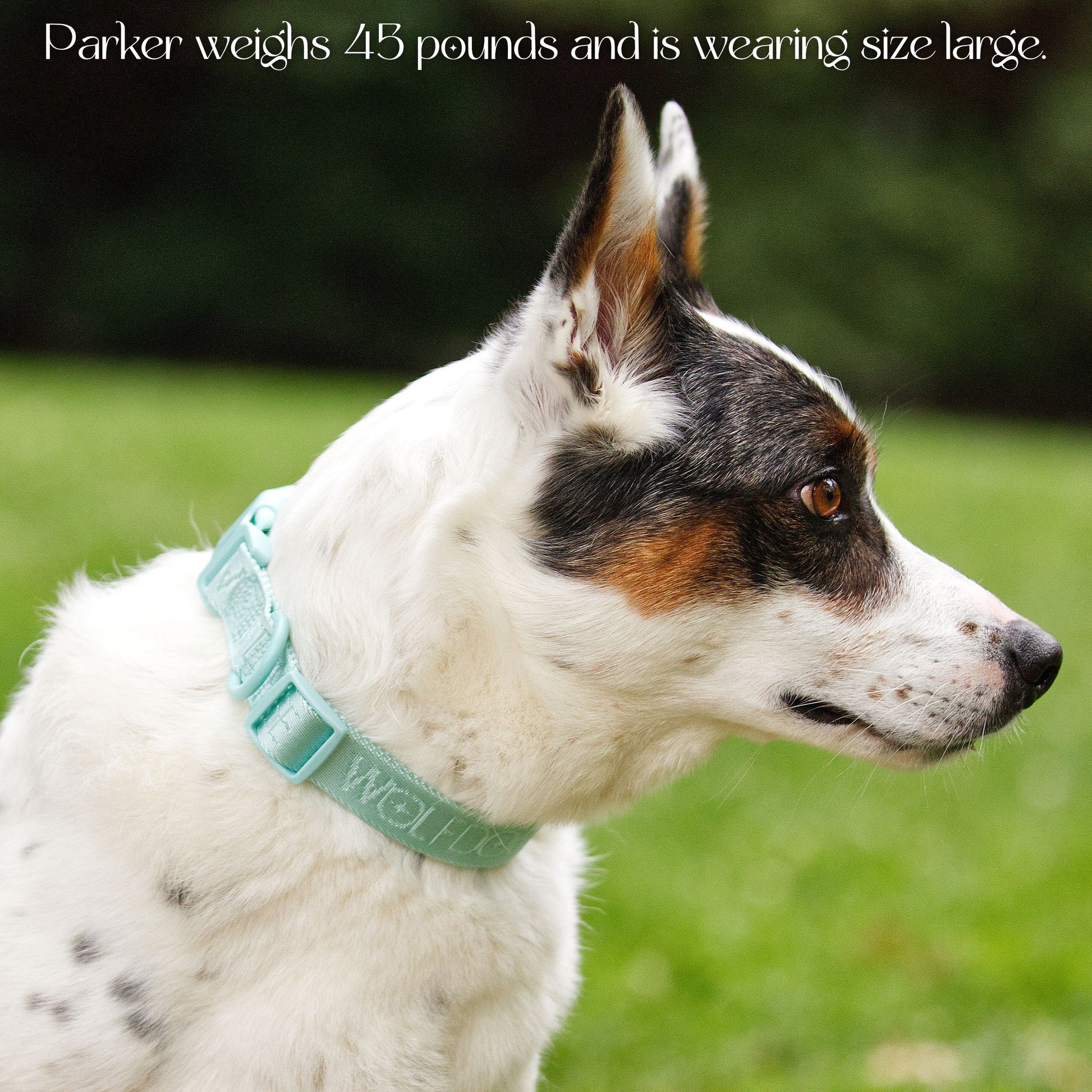 Wolfdoge Signature Collar - Tampa Home & Garden Store
