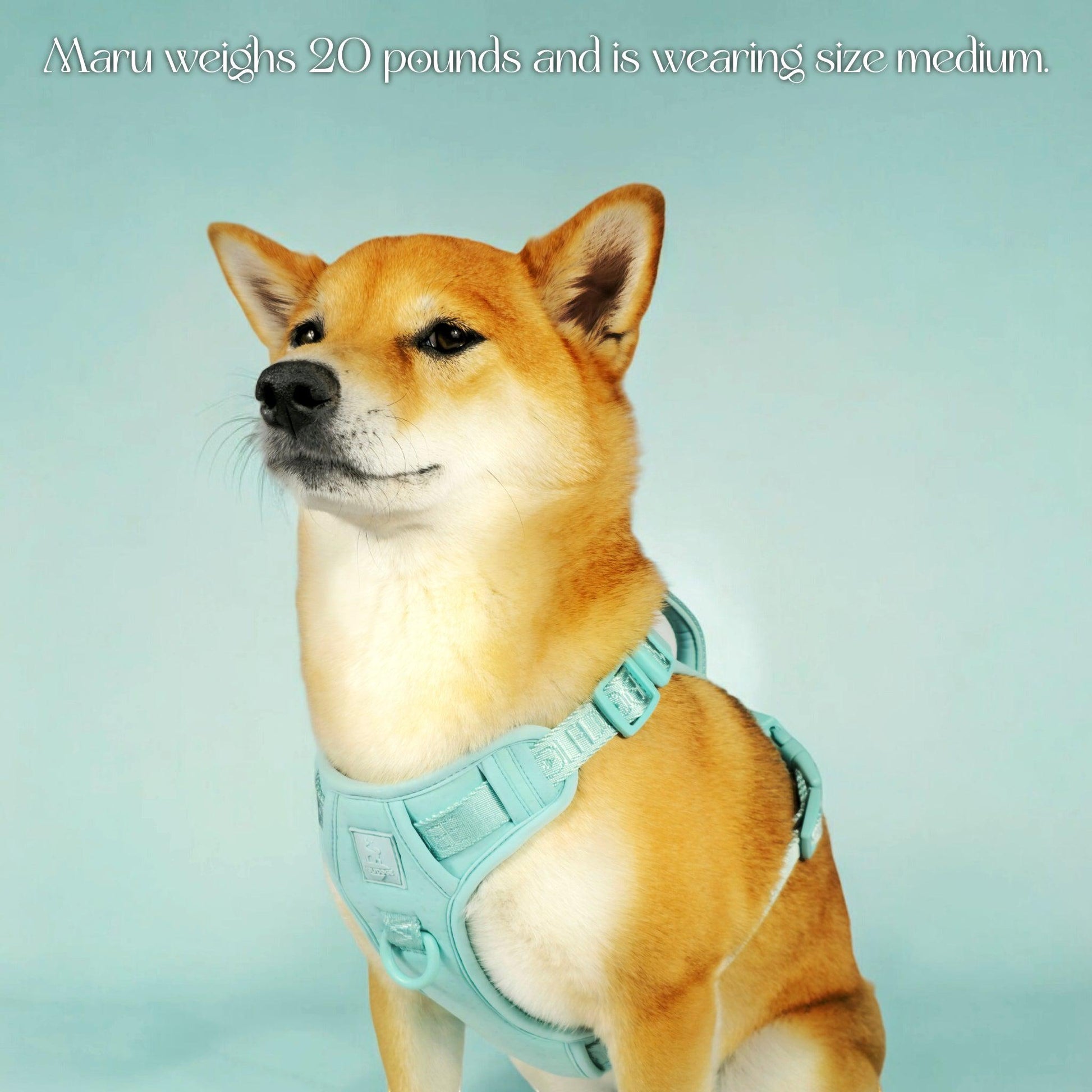 Wolfdoge Signature Harness - Tampa Home & Garden Store