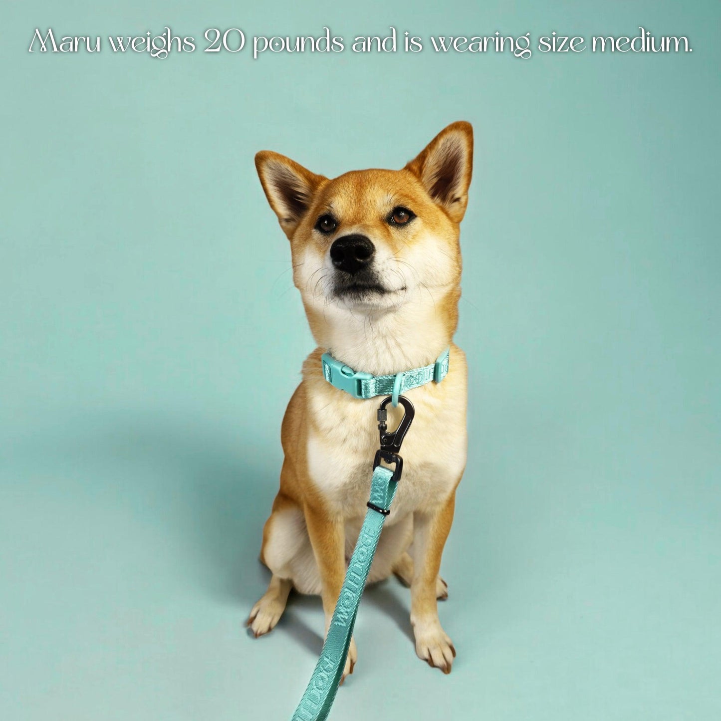 Wolfdoge Signature Leash - Tampa Home & Garden Store