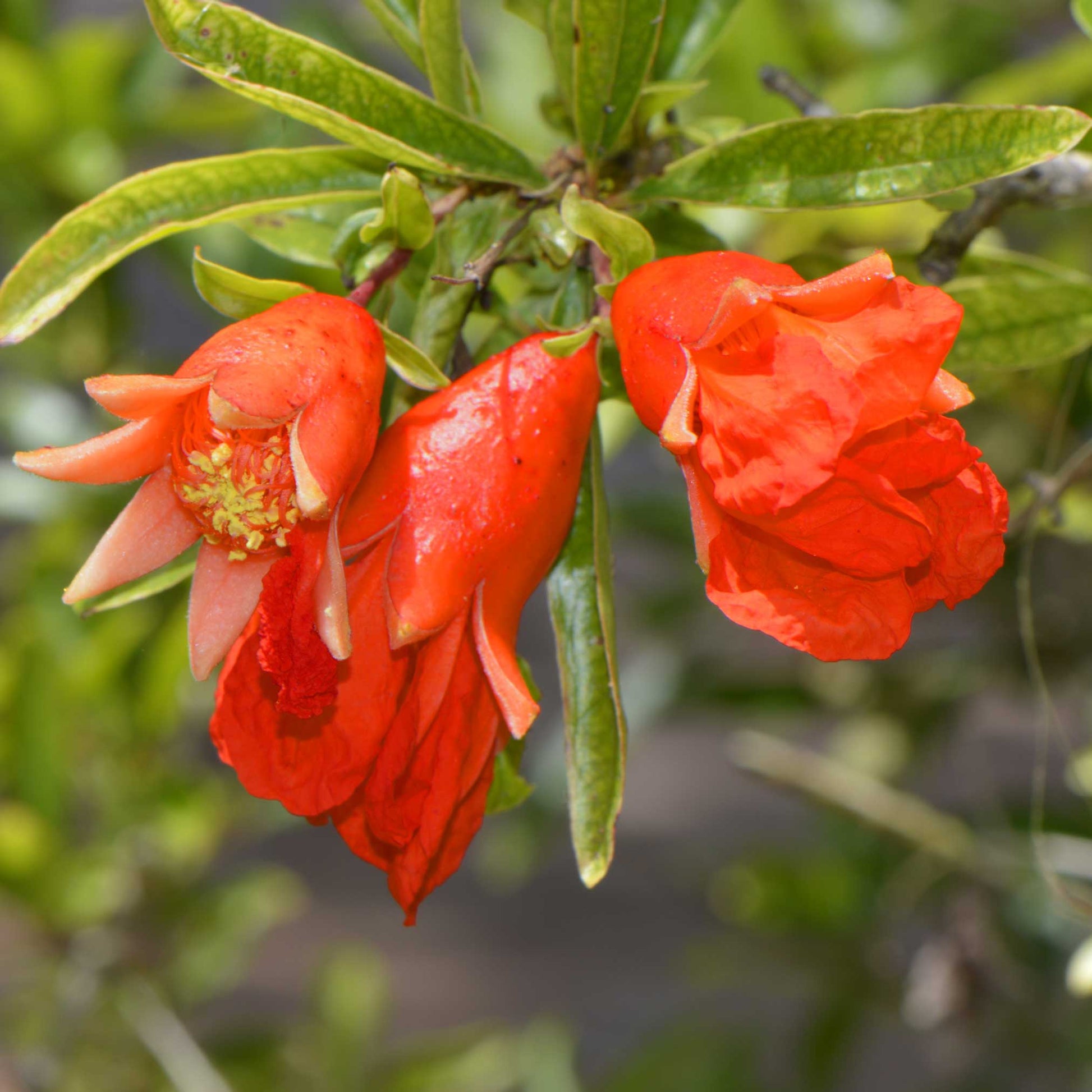 Wonderful Pomegranate Tree flowering red-orange blossoms with green leaves on Tampa Home & Garden Store