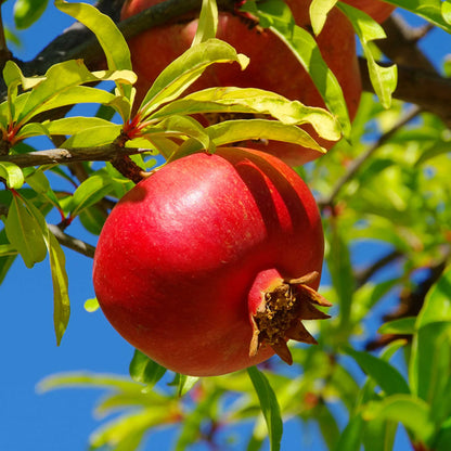 Wonderful Pomegranate Tree plant with red fruit and green leaves by Live Good Logistics on Tampa Home & Garden Store