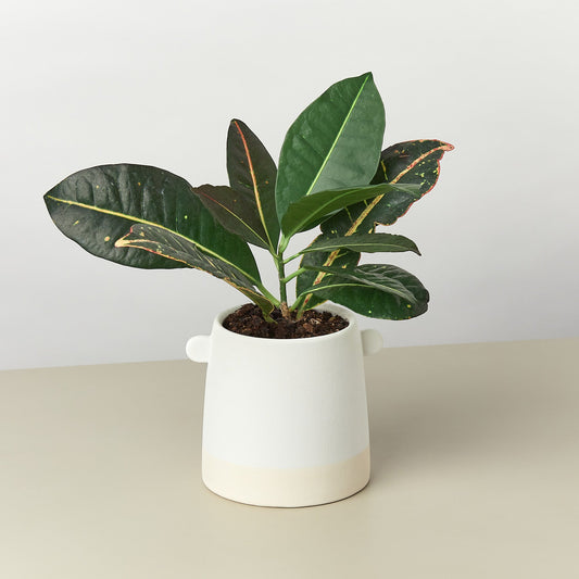 Knob cylinder pot 5 inch, white ceramic with tan band, holds leafy houseplant on Tampa Home & Garden Store