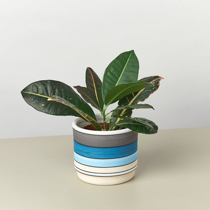 Polychrome Cylinder Pot 5.5 inch blue striped ceramic planter House Plant Shop on Tampa Home & Garden Store