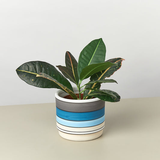 Polychrome Cylinder Pot 5.5 inch blue striped ceramic planter House Plant Shop on Tampa Home & Garden Store