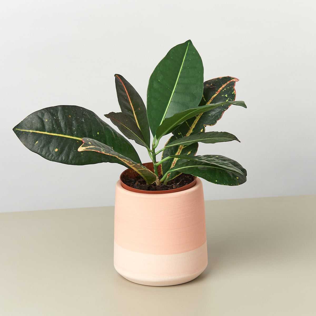 Gradient Cylinder Pot 5 Inch ceramic planter with dark green glossy leaves by House Plant Shop on Tampa Home & Garden Store