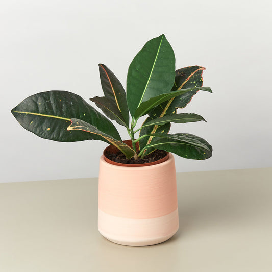 Gradient Cylinder Pot 5 Inch ceramic planter with dark green glossy leaves by House Plant Shop on Tampa Home & Garden Store