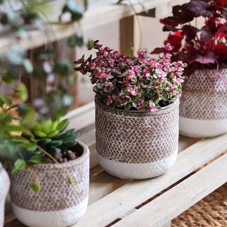 RusticReach Boho Straw-Look Planter with textured taupe band and white base, pink blooms on Tampa Home & Garden Store