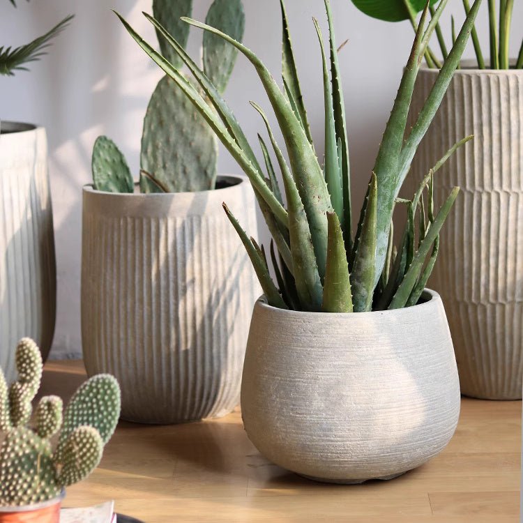 Rustic Globe Cement Planter by RusticReach with a green succulent; light gray cement pot on Tampa Home & Garden Store