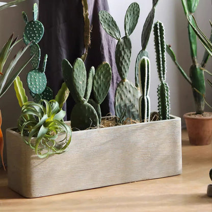 Modern rectangular textured planter by RusticReach housing cacti and succulents in beige finish on Tampa Home & Garden Store