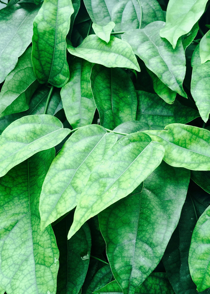 Yanang, Grass Jelly Vine (Tiliacora triandra) - Tampa Home & Garden Store