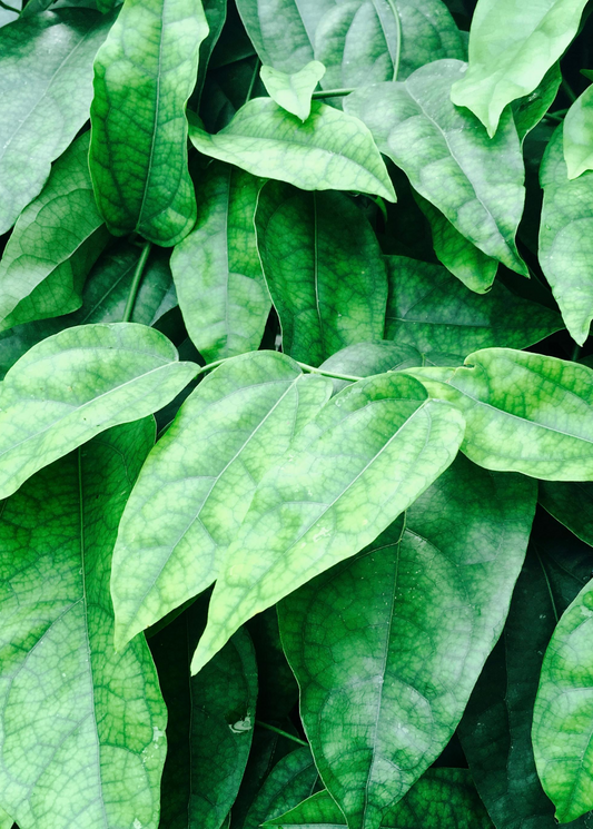 Yanang, Grass Jelly Vine (Tiliacora triandra) - Tampa Home & Garden Store