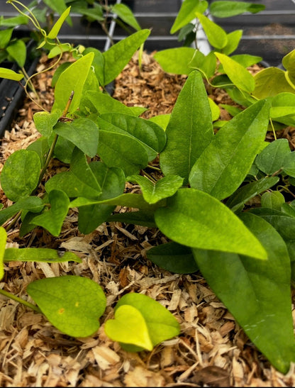 Yanang, Grass Jelly Vine (Tiliacora triandra) - Tampa Home & Garden Store
