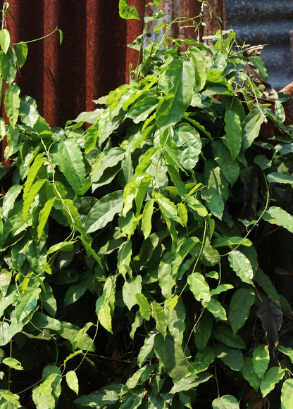 Yanang, Grass Jelly Vine (Tiliacora triandra) - Tampa Home & Garden Store