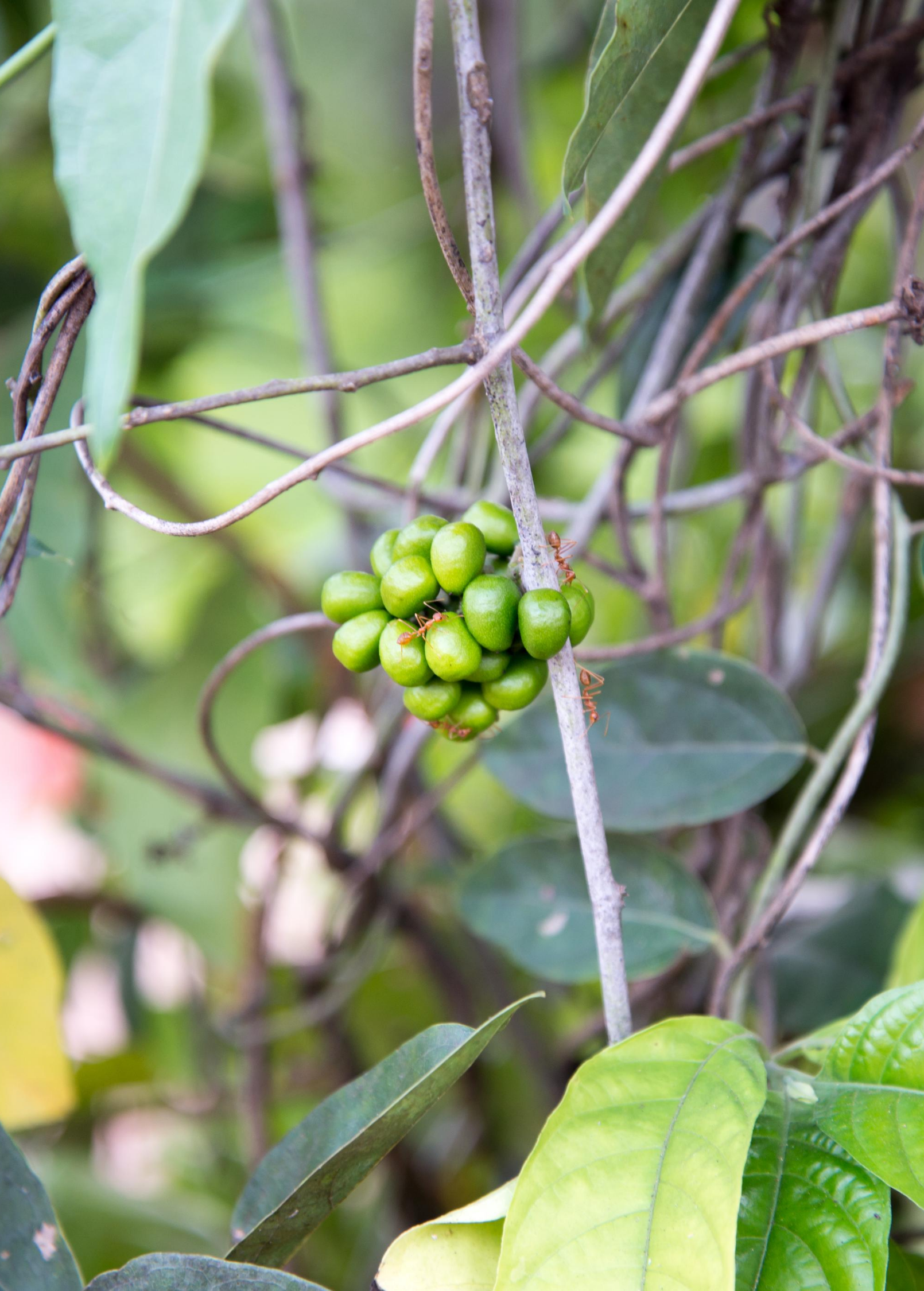Yanang, Grass Jelly Vine (Tiliacora triandra) - Tampa Home & Garden Store