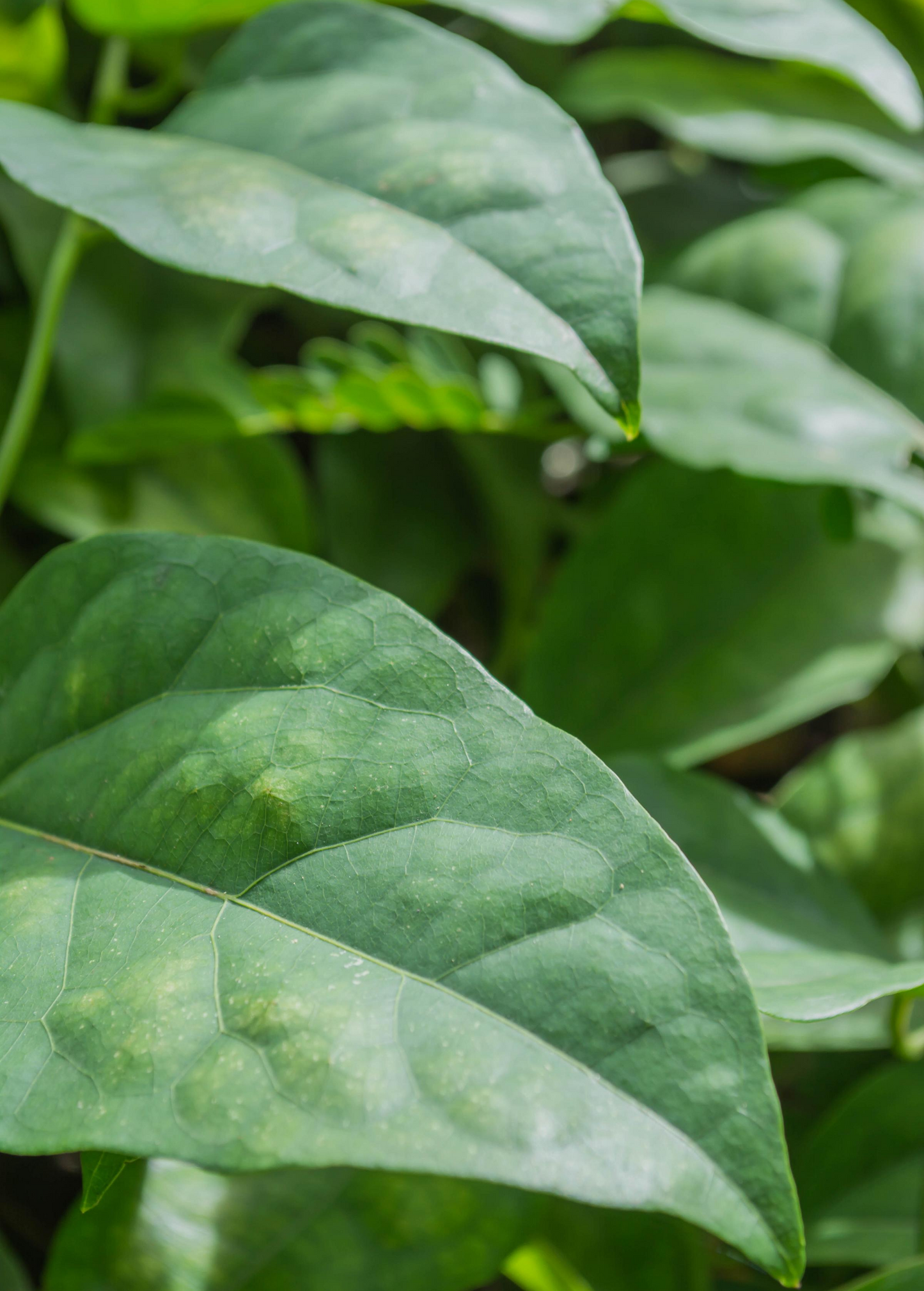 Yanang, Grass Jelly Vine (Tiliacora triandra) - Tampa Home & Garden Store