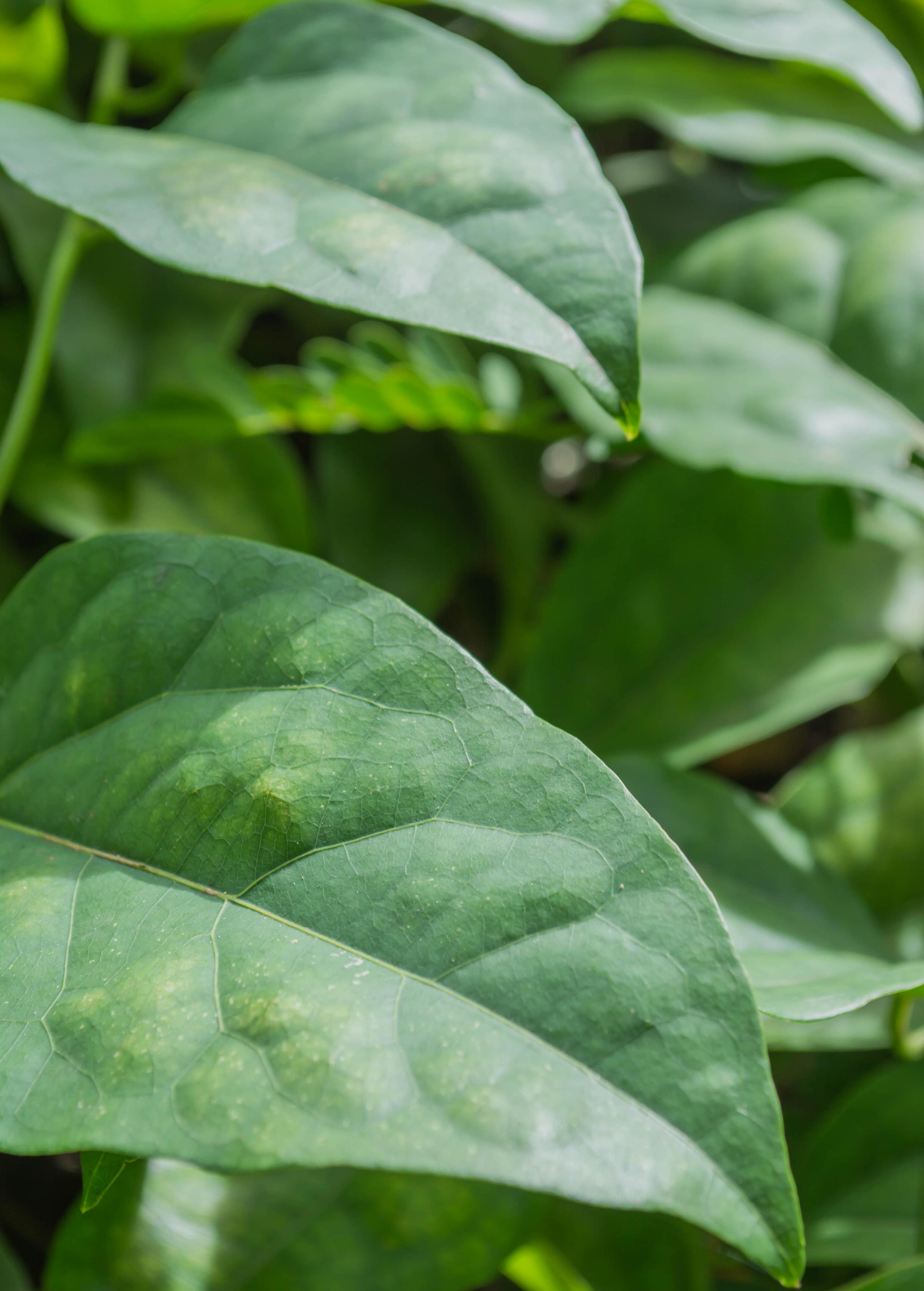 Yanang, Grass Jelly Vine (Tiliacora triandra) - Tampa Home & Garden Store
