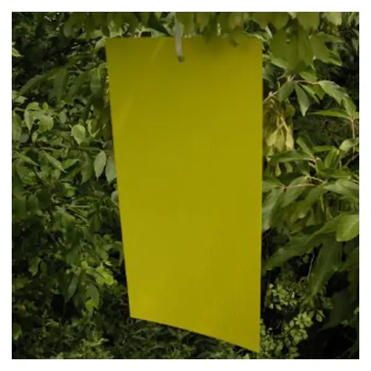GrowersHouse Bug-Scan Dry yellow sticky trap, 25x40cm, hanging among leaves on Tampa Home & Garden Store