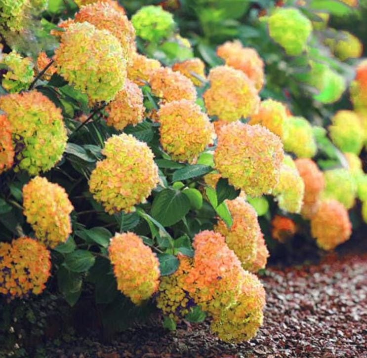 Yellow Hydrangea Seeds - Beautiful Attractive Showy and Hardy Perennial Flowers - Tampa Home & Garden Store