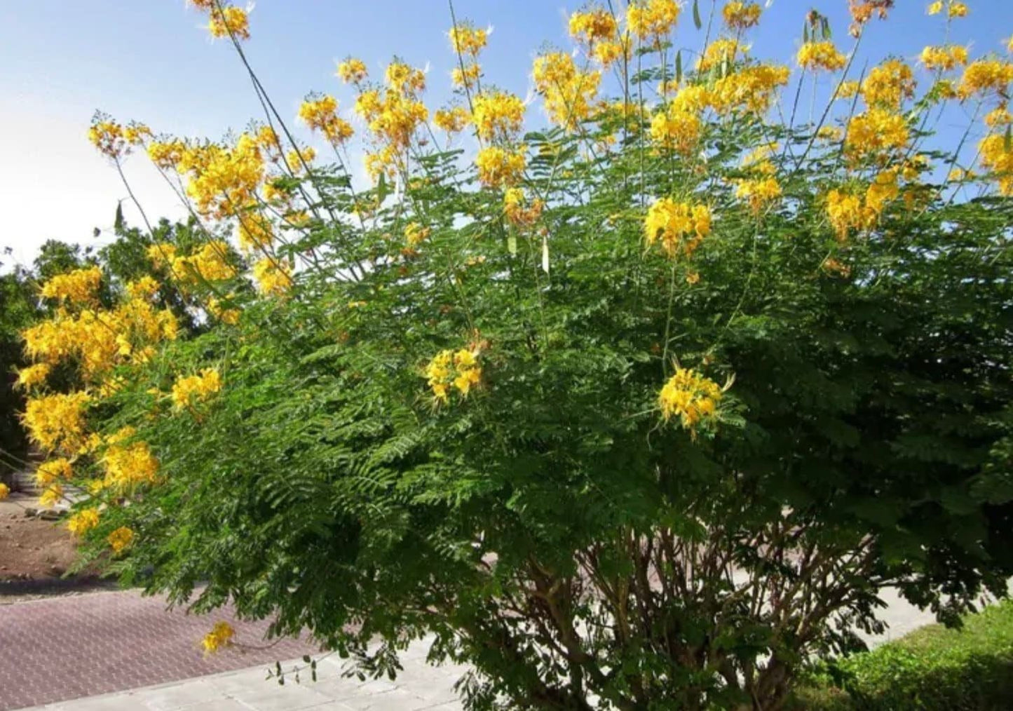 Yellow Pride of Barbados - Mexican Desert Yellow Flowering Bird of Paradise Seeds - Tropical Ambiance Year-Round - Caesalpinia Mexicana - Tampa Home & Garden Store