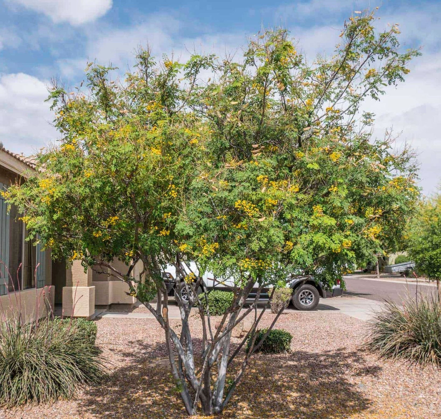 Yellow Pride of Barbados - Mexican Desert Yellow Flowering Bird of Paradise Seeds - Tropical Ambiance Year-Round - Caesalpinia Mexicana - Tampa Home & Garden Store