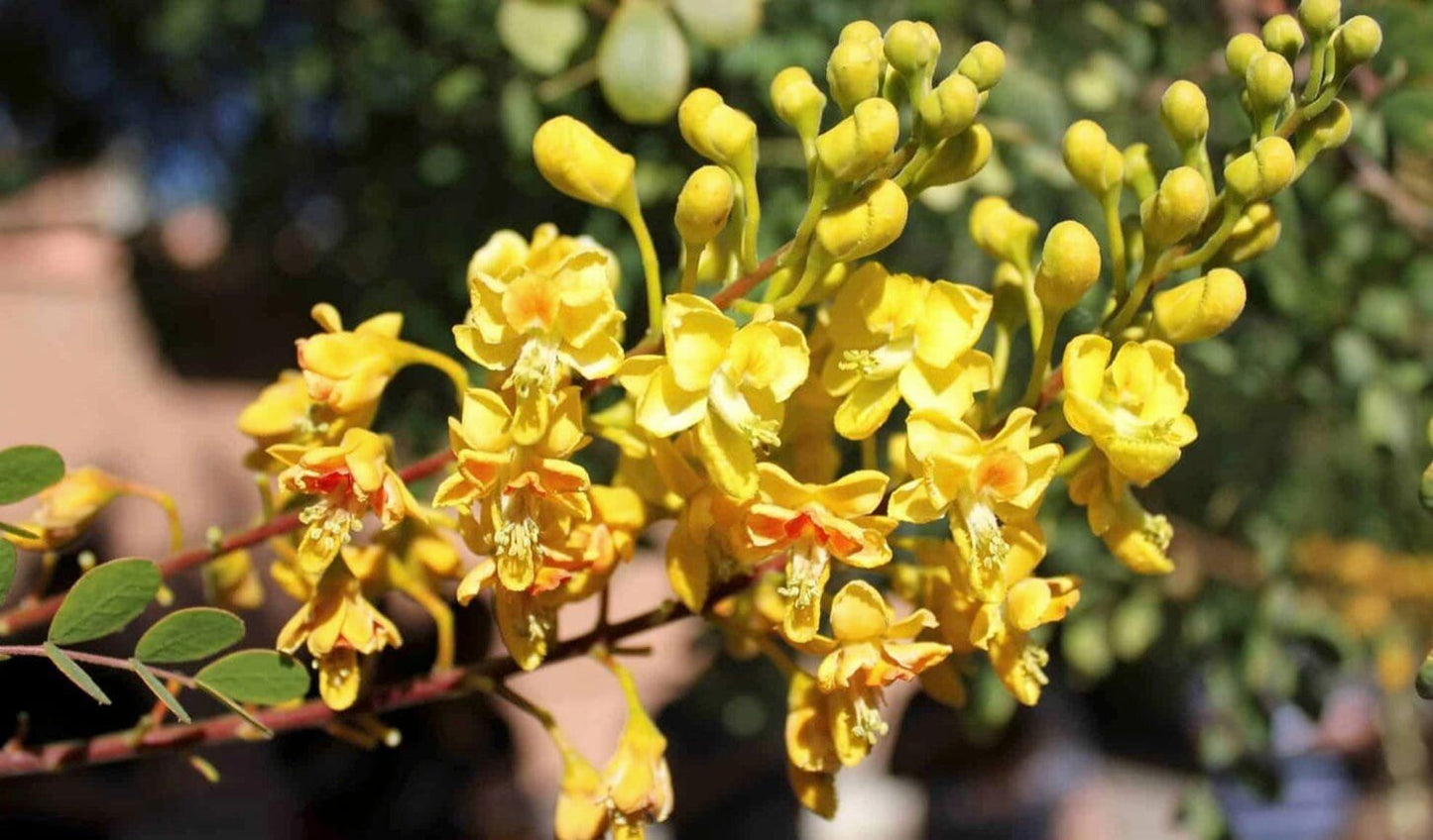 Yellow Pride of Barbados - Mexican Desert Yellow Flowering Bird of Paradise Seeds - Tropical Ambiance Year-Round - Caesalpinia Mexicana - Tampa Home & Garden Store