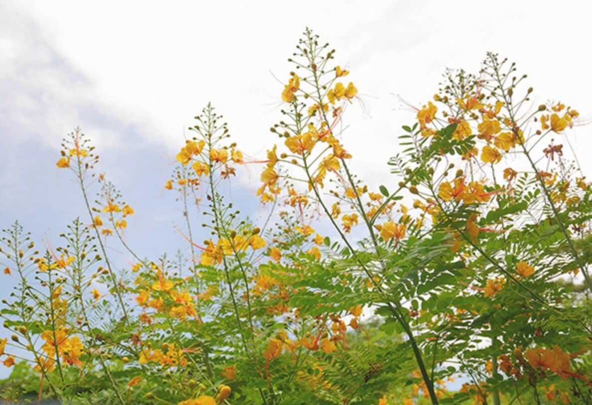 Yellow Pride of Barbados - Mexican Desert Yellow Flowering Bird of Paradise Seeds - Tropical Ambiance Year-Round - Caesalpinia Mexicana - Tampa Home & Garden Store