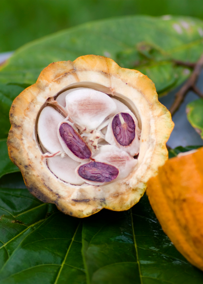 Cacao Tree, Yellow (Theobroma cacao)
