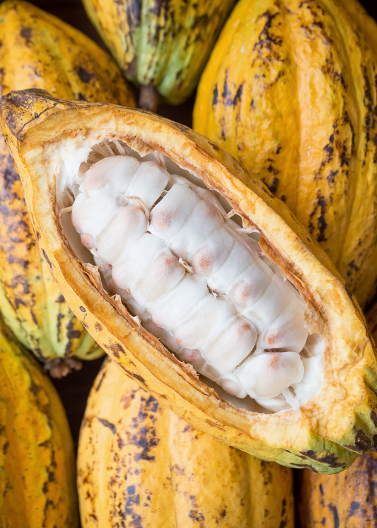 Cacao Tree, Yellow (Theobroma cacao)