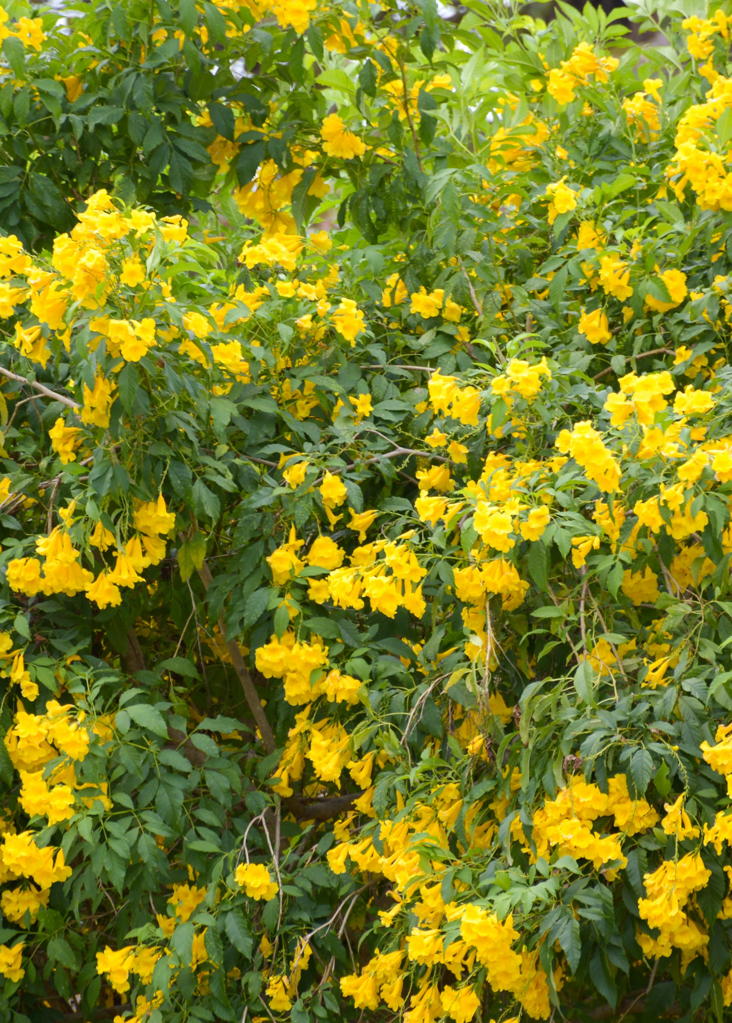Hojas de Tronadora, Yellow Elder Plant (Tecoma stans)